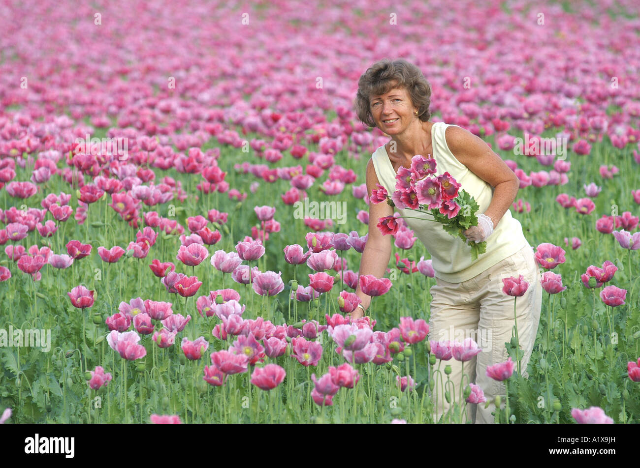 Dame dans le champ de coquelicots Banque D'Images