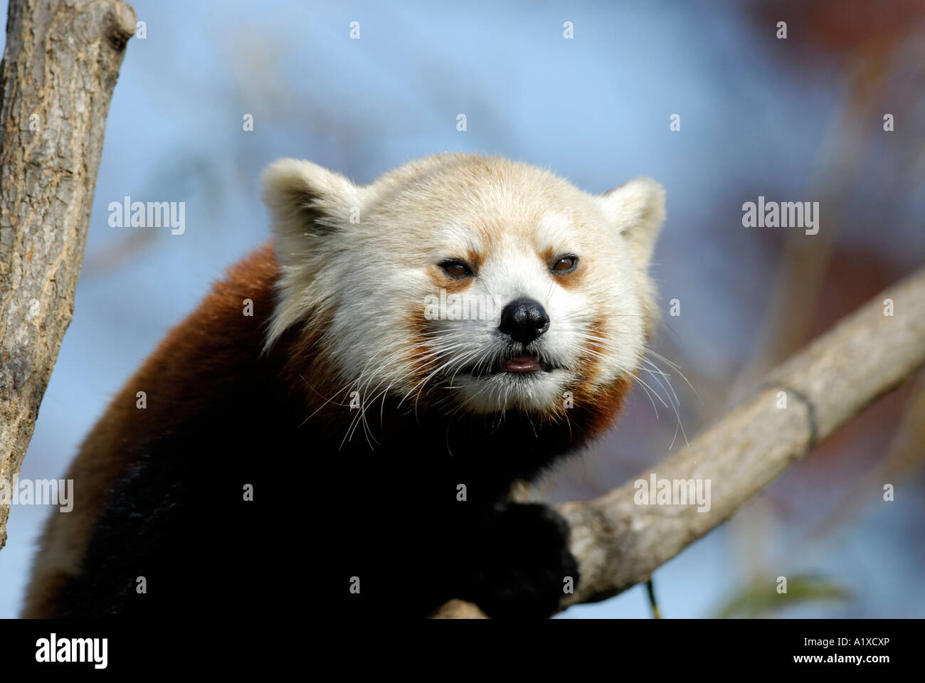 Le panda rouge, Ailurus fulgens in tree Banque D'Images