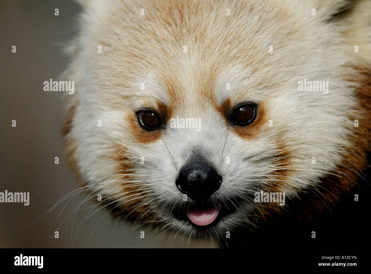 Le panda rouge, Ailurus fulgens, Close up of face Banque D'Images