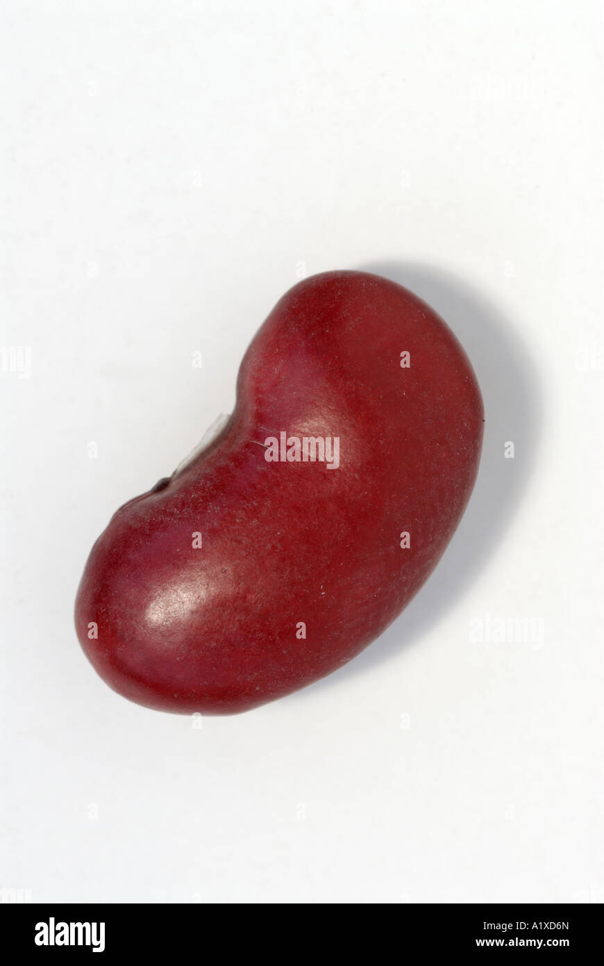 Semences de haricots Phaseolus vulgaris légumineuses fixatrices d'azote comme ce bean sont une source de protéines Banque D'Images