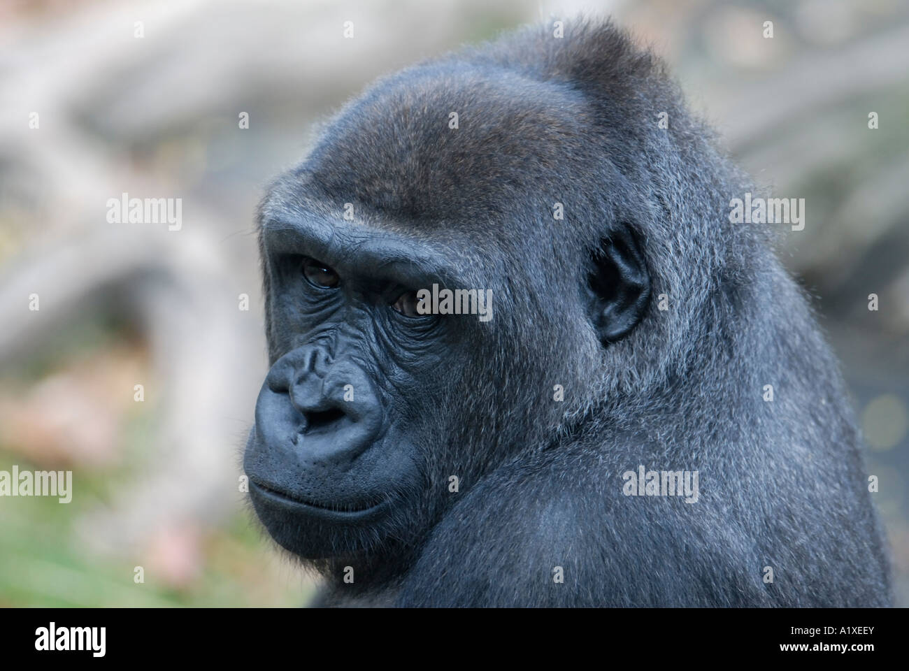 Le gorille de plaine de l'ouest, Gorilla gorilla gorilla Banque D'Images