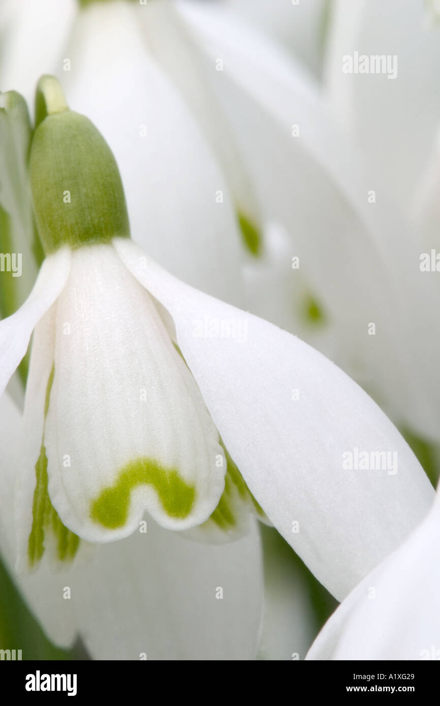 Fleur de perce-neige Banque D'Images