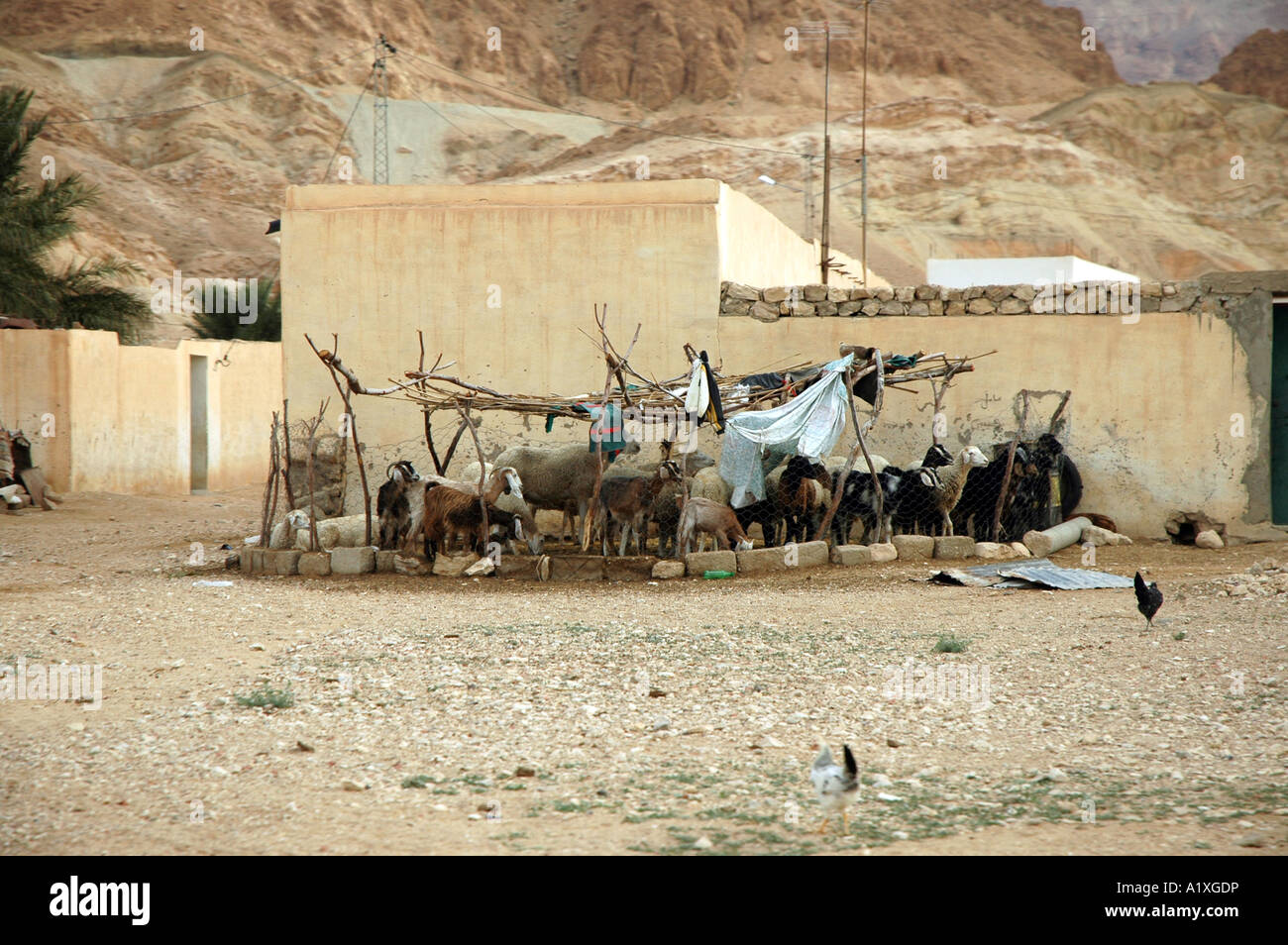 Sur le chemin en Tunisie, l'enceinte pour les chèvres Banque D'Images