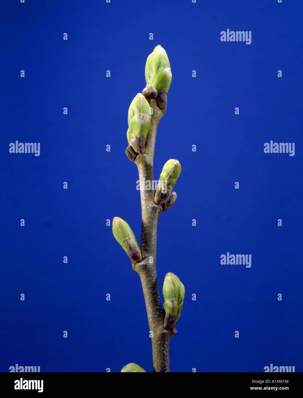 Chinese Chataignier Castanea Mollissima Bourgeon Terminal Remplacant Les Bourgeons Lateraux Et De Croissance Au Printemps Photo Stock Alamy