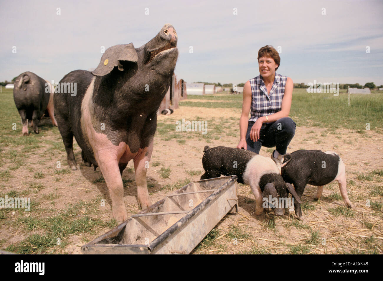 HELEN BROWNING éleveur porcin biologique BISHOPTON BUCKS UK Banque D'Images