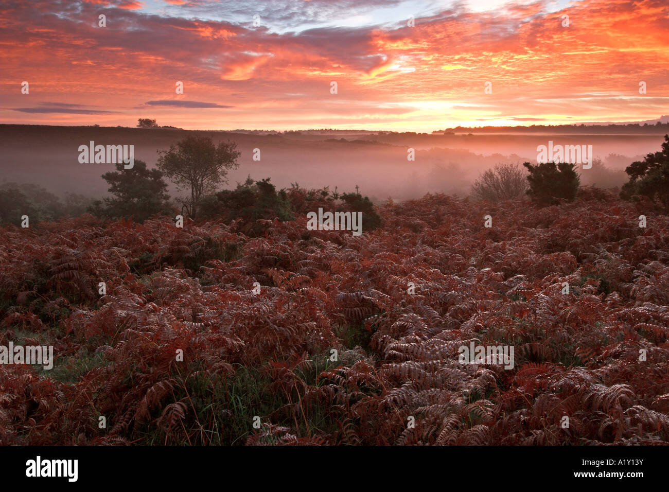 Un superbe lever de soleil sur l'bracken couvertes de forêts, de landes misty New Hampshire, Angleterre Banque D'Images