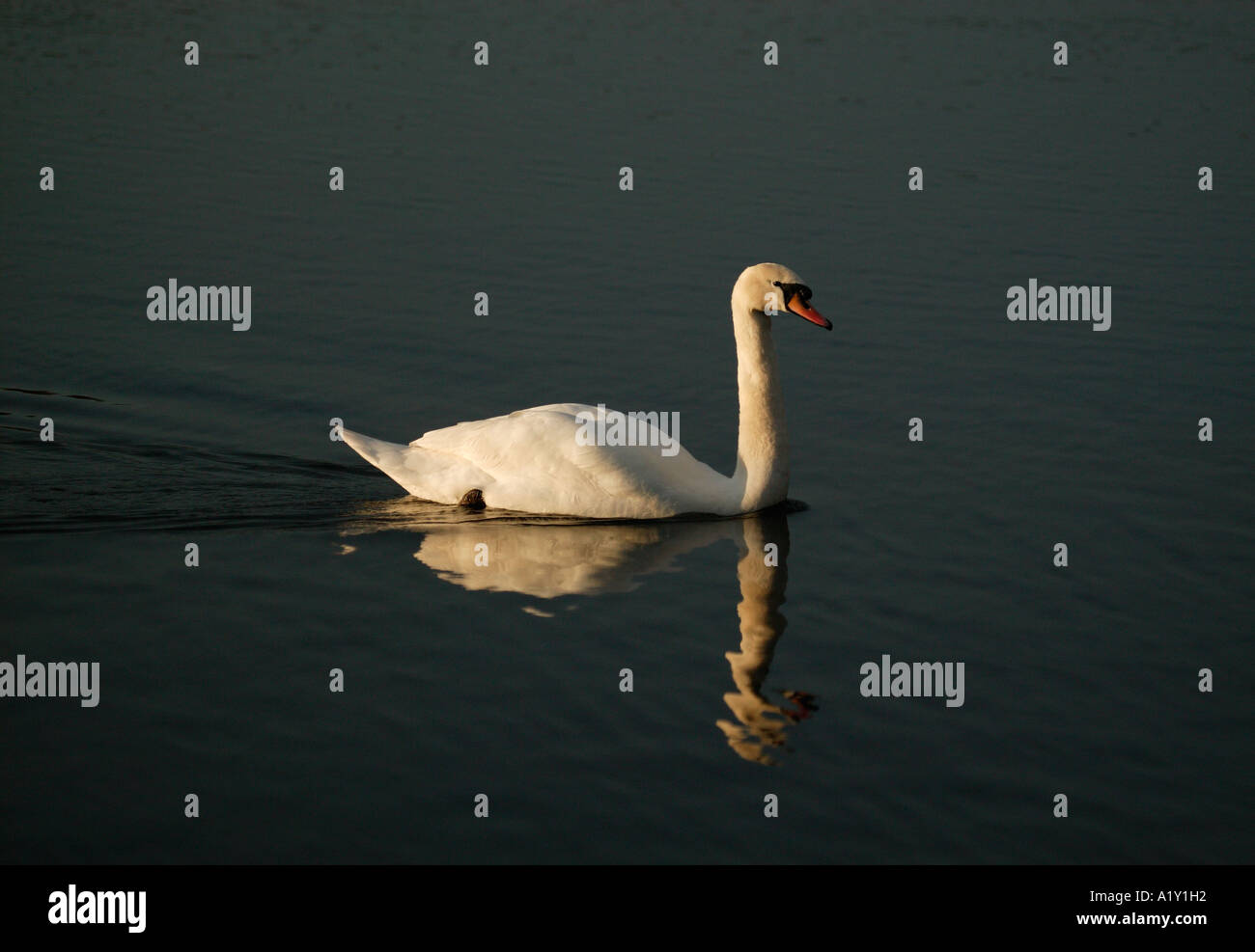 Cygne muet, Cygnus olor, natation sur Duddingston loch, Édimbourg, Écosse dans sunshine. Banque D'Images