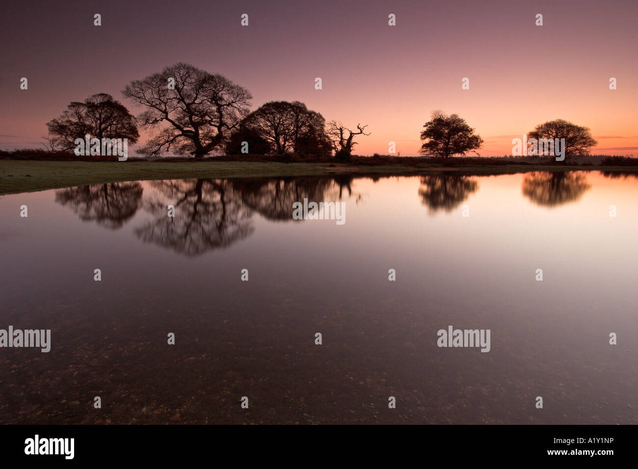 Vieux chênes et des réflexions encore capturés dans un étang, Parc National de New Forest, en Angleterre Banque D'Images