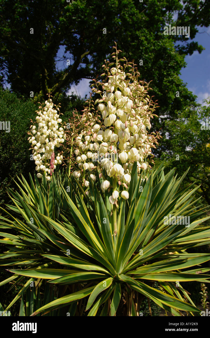 Yucca Gloriosa variagata poignard Espagnol Banque D'Images