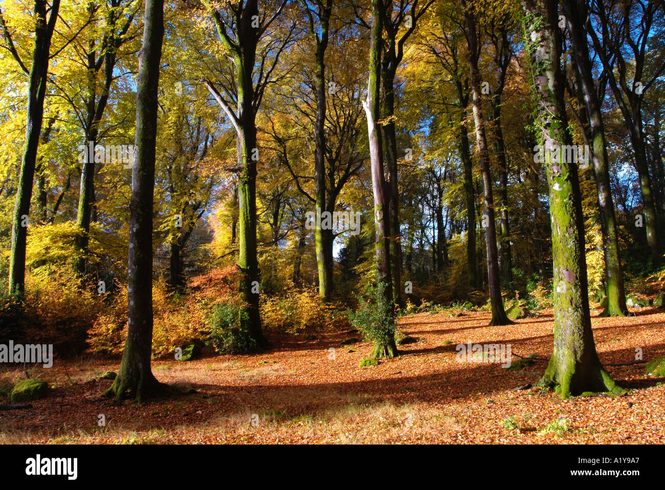 Les arbres d'automne Shambellie forêt près de nouvelle abbaye Dumfries et Galloway Ecosse Banque D'Images