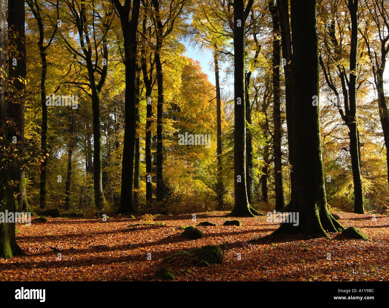 Les arbres d'automne Shambellie forêt près de nouvelle abbaye Dumfries et Galloway Ecosse Banque D'Images