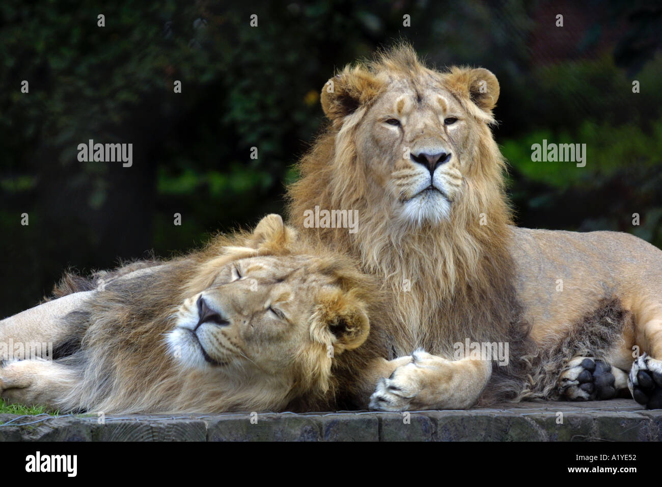 Les Lions dans le Zoo de Chester Banque D'Images