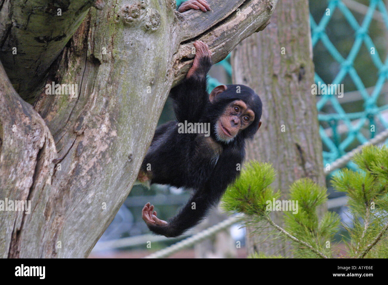 Les jeunes au chimpanzé le Zoo de Chester Cheshire GO UK Banque D'Images
