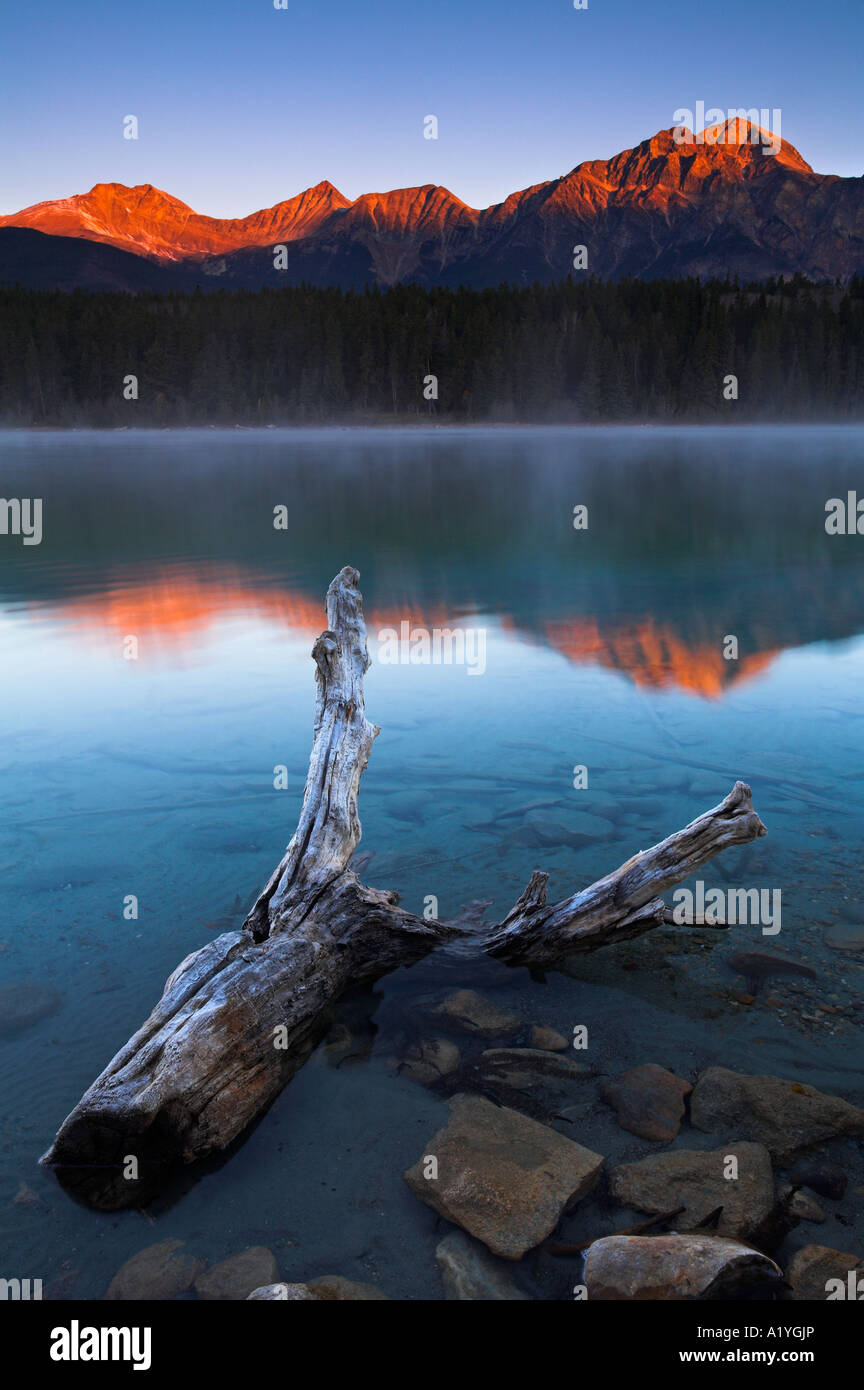 Driftwood givré dans les eaux peu profondes du lac Patricia à la première lumière, du Parc National de Jasper, Canada Banque D'Images