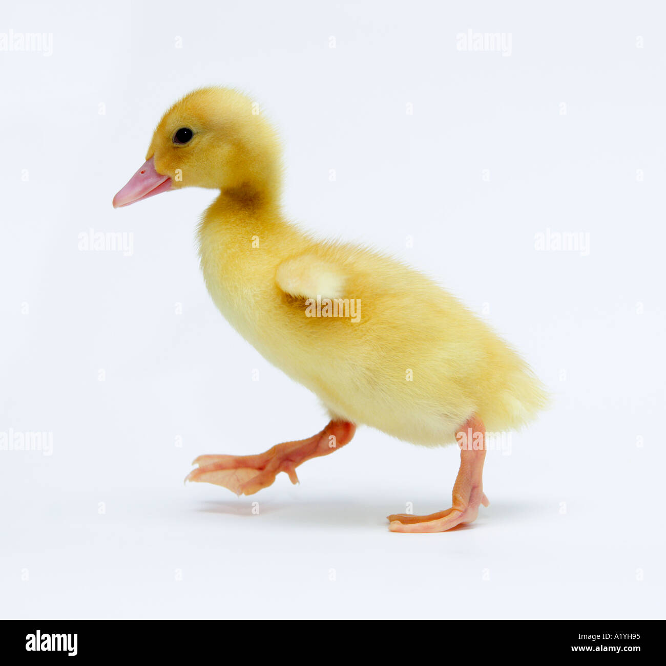 Bebe Marche Canard Jaune Photo Stock Alamy