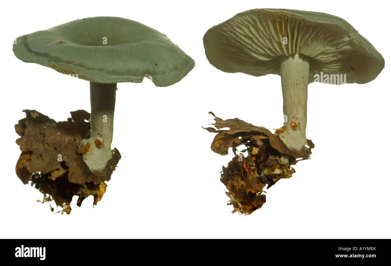 L'odora Clitocybe en entonnoir anis découpe. Montrant les branchies Surrey Angleterre Septembre Banque D'Images