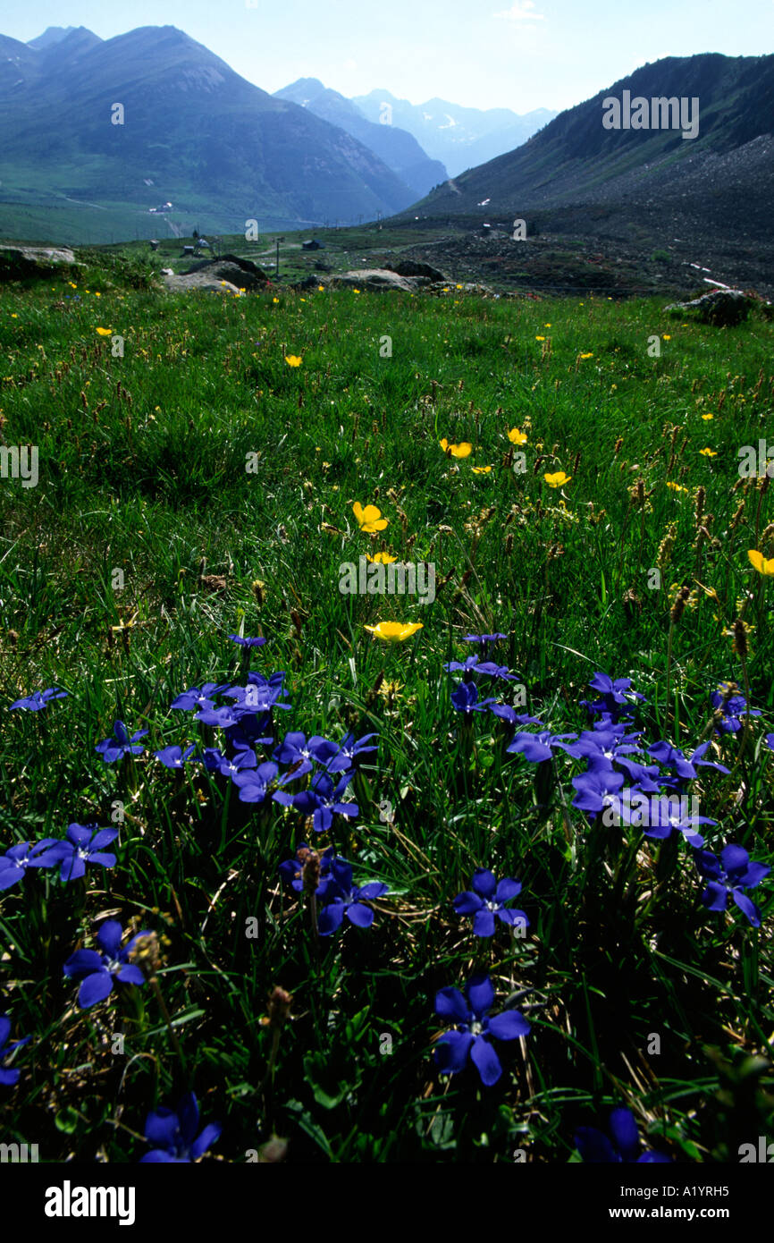 Gentiane printanière (Gentiana verna) floraison au-dessus du col de Puymorens, Pyrénées françaises. Banque D'Images