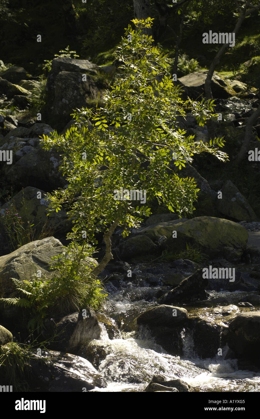 Rowan Tree growing à côté d'un ruisseau de montagne, près de l'Aber Falls, au nord du Pays de Galles Banque D'Images