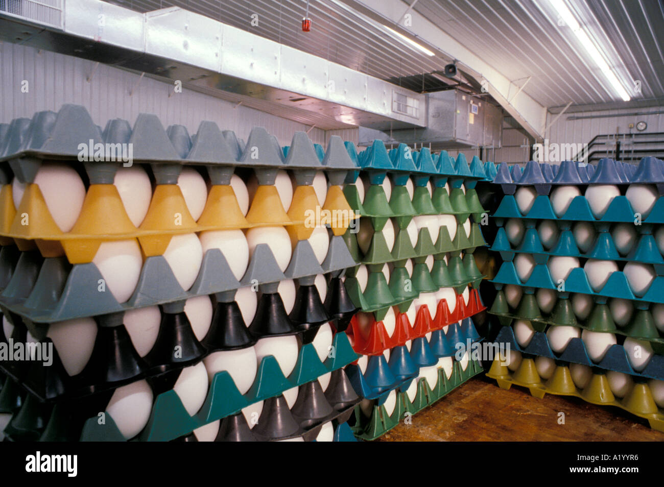 La production d'œufs de transformation des œufs d'usine entrepôt coloré couleur cartouches Banque D'Images