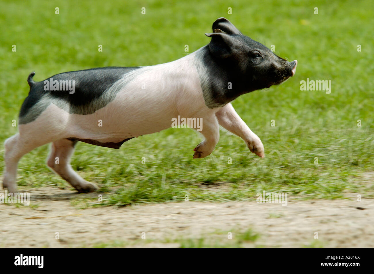 Haellisches Haellisch Schwaebisch Landschwein Schwaebisch Cochon Allemagne du Sud Banque D'Images