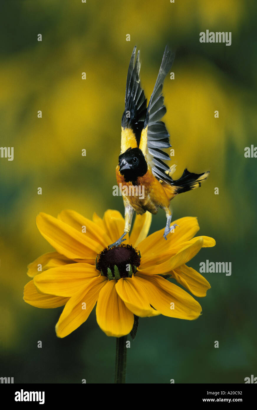 L'Oriole de Baltimore Icterus galbula,, amerrit sur grande rudbeckie hérissée (Rudbeckia hirta) fleur avec équilibre incroyable en mouvement. New York, USA. Banque D'Images