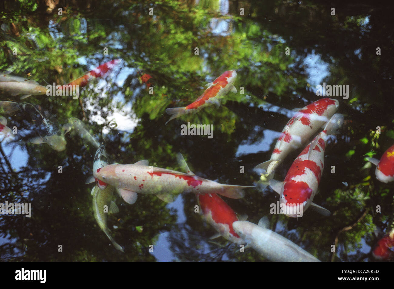 La carpe koï poisson dans un étang, dans les jardins de la maison Glover, Nagasaki, Japon Banque D'Images