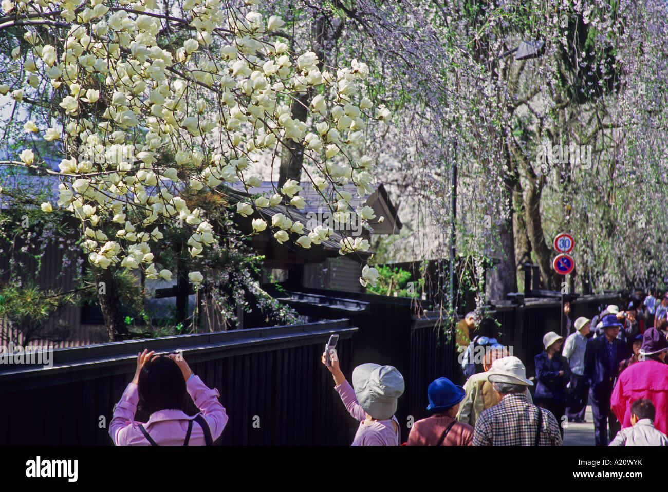 Le magnolia blossoms-affichage par les samouraïs-Buke yashiki résidences de la période Edo à Kakunodate à Akita Japon Asie Banque D'Images