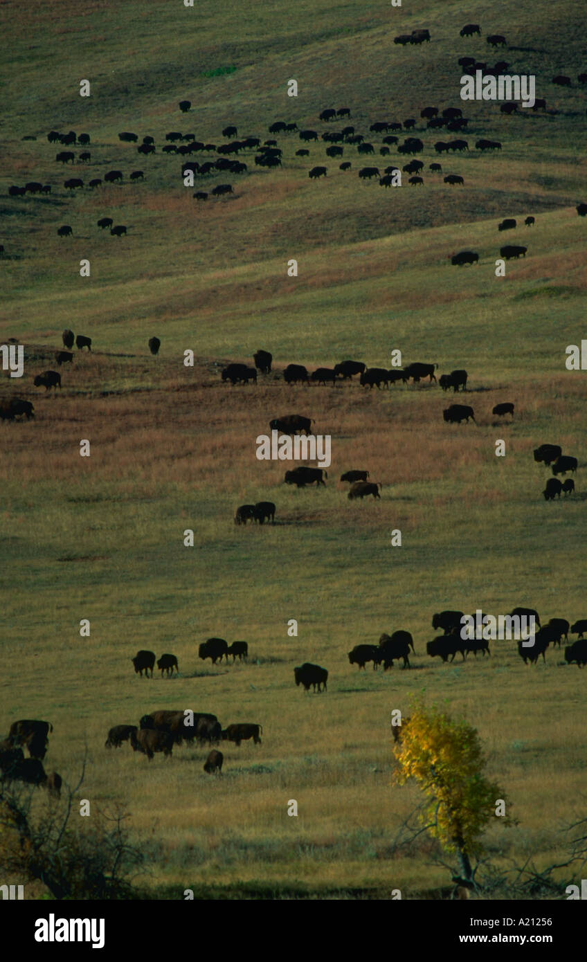 Troupeau de bisons traverse plaines d'Custer State Park dans le Dakota du Sud Banque D'Images