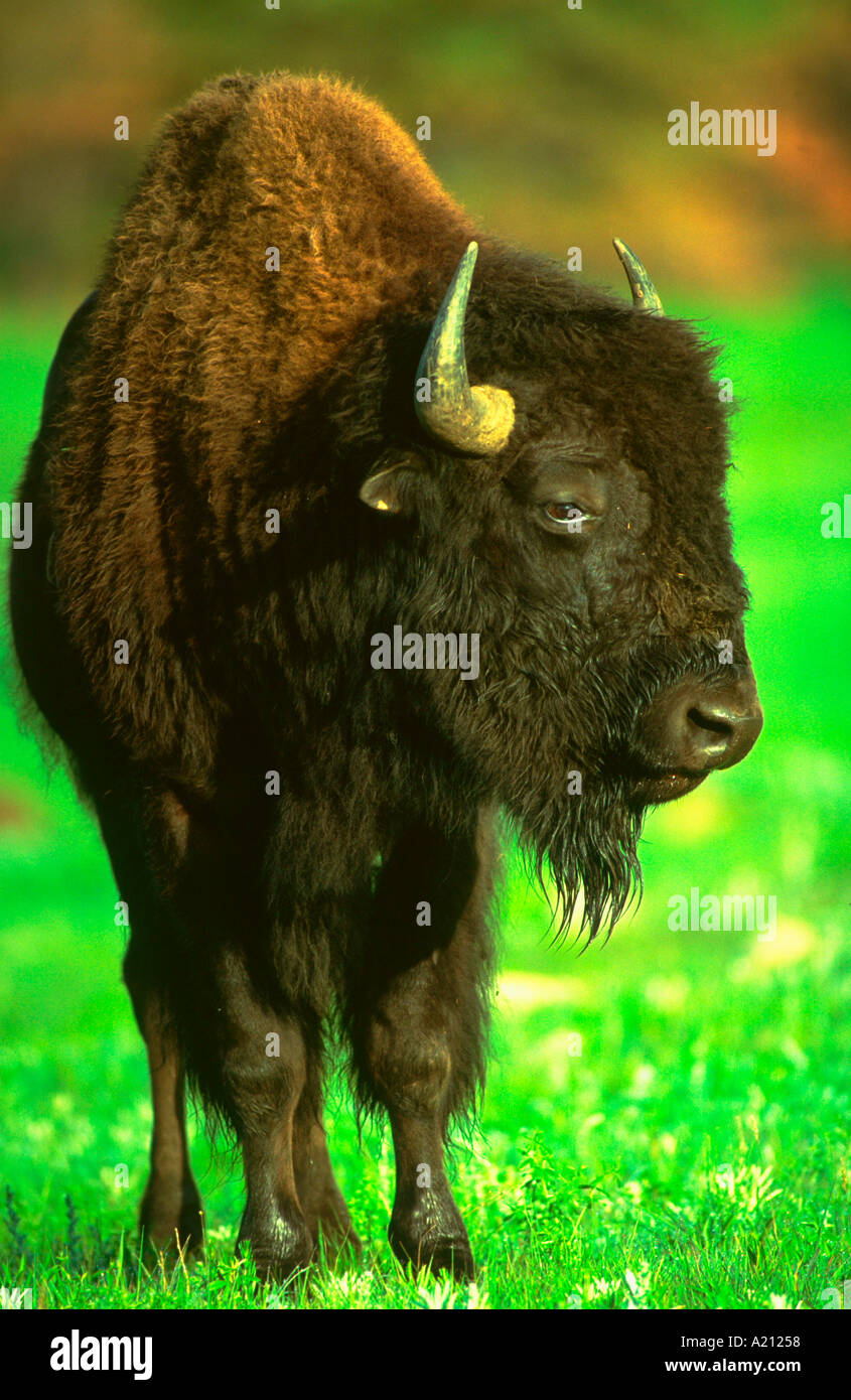 Buffalo Bisons Bull dans des repos Custer State Park dans le Dakota du Sud Banque D'Images