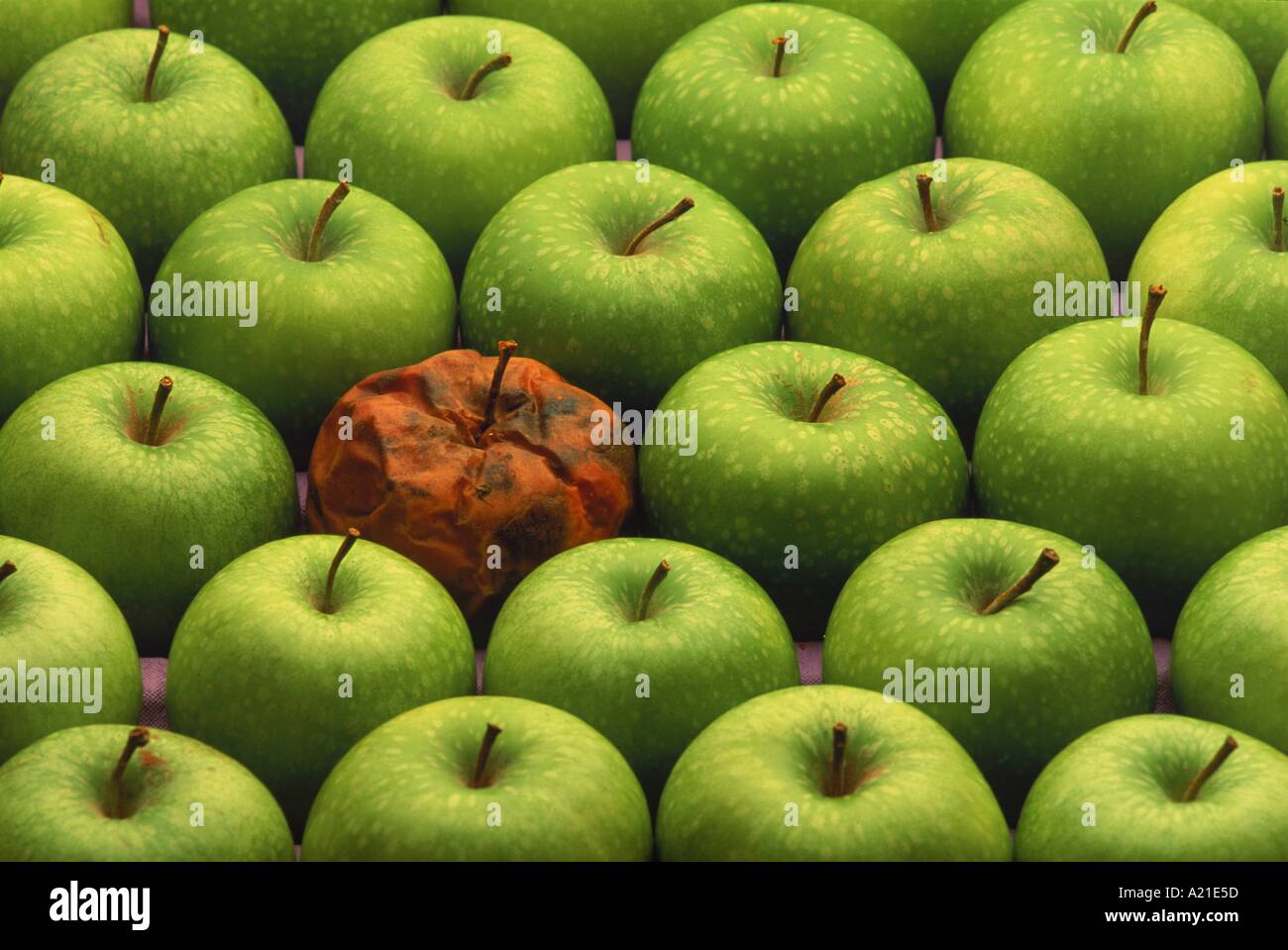 Close up de pommes vertes avec un seul fruit pourri J Miller Banque D'Images