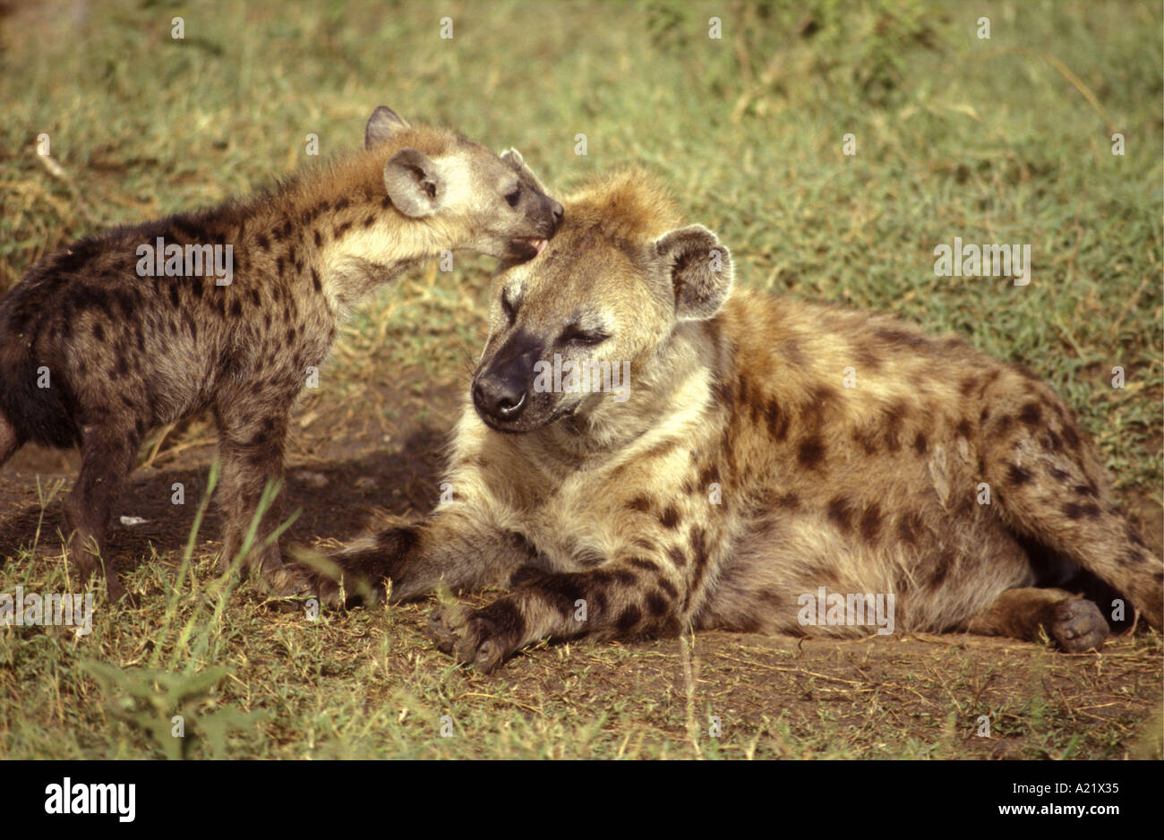 L'Hyène tachetée adultes être toiletté et accueillis par un chiot immatures de la réserve nationale de Masai Mara au Kenya Afrique de l'Est Banque D'Images