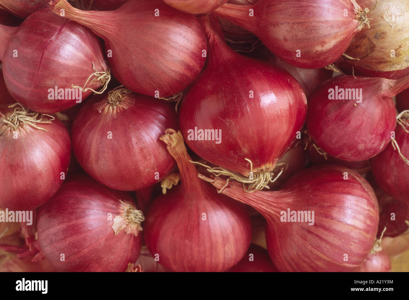 Allium cepa Aggregatum (groupe) "Prisma" hybride F1. La semence cultivée d'échalotes. Banque D'Images