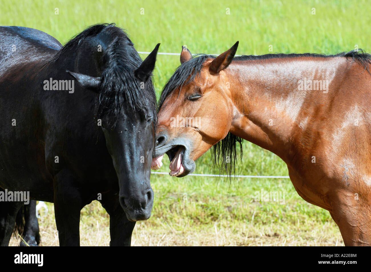 Cheval frison noir et le cheval à sang chaud Banque D'Images