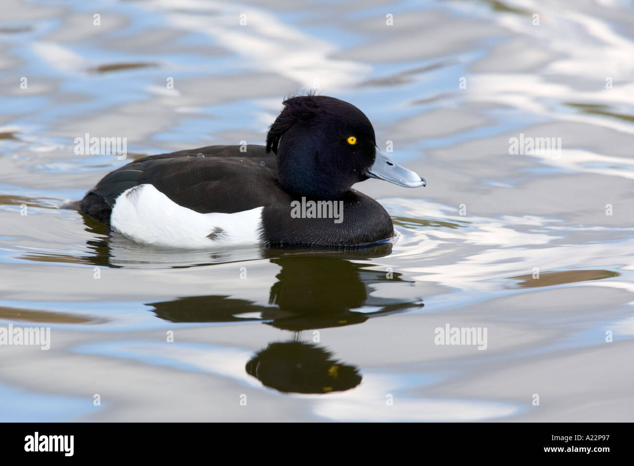 Fuligule morillon Aythya fuligula dans l'eau avec la réflexion Banque D'Images