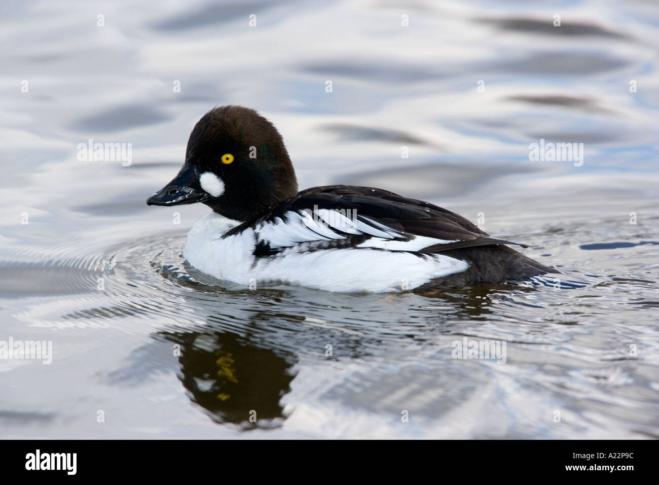 Goldeneye Bucephala clangula dans l'eau avec réflexion Norfolk Banque D'Images