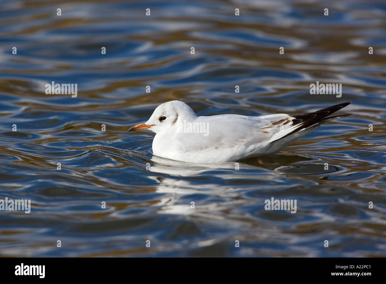 Mouette rieuse Larus ridibundus Black sur l'eau Norfolk Banque D'Images