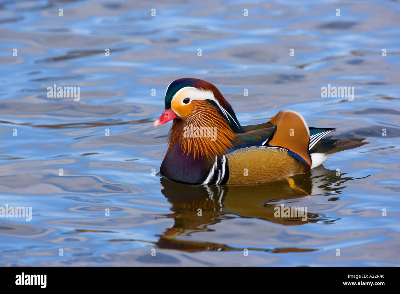 Mandarin Aix galericulata nager sur l'eau Norfolk Banque D'Images