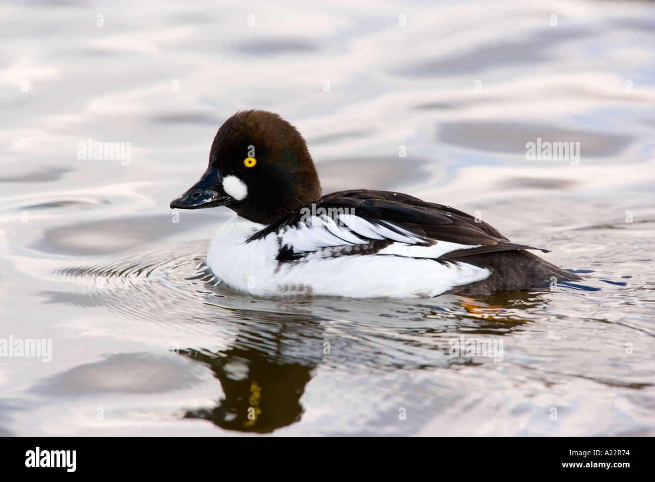 Bucephala clangula garrot sur l'eau avec réflexion Norfolk Banque D'Images