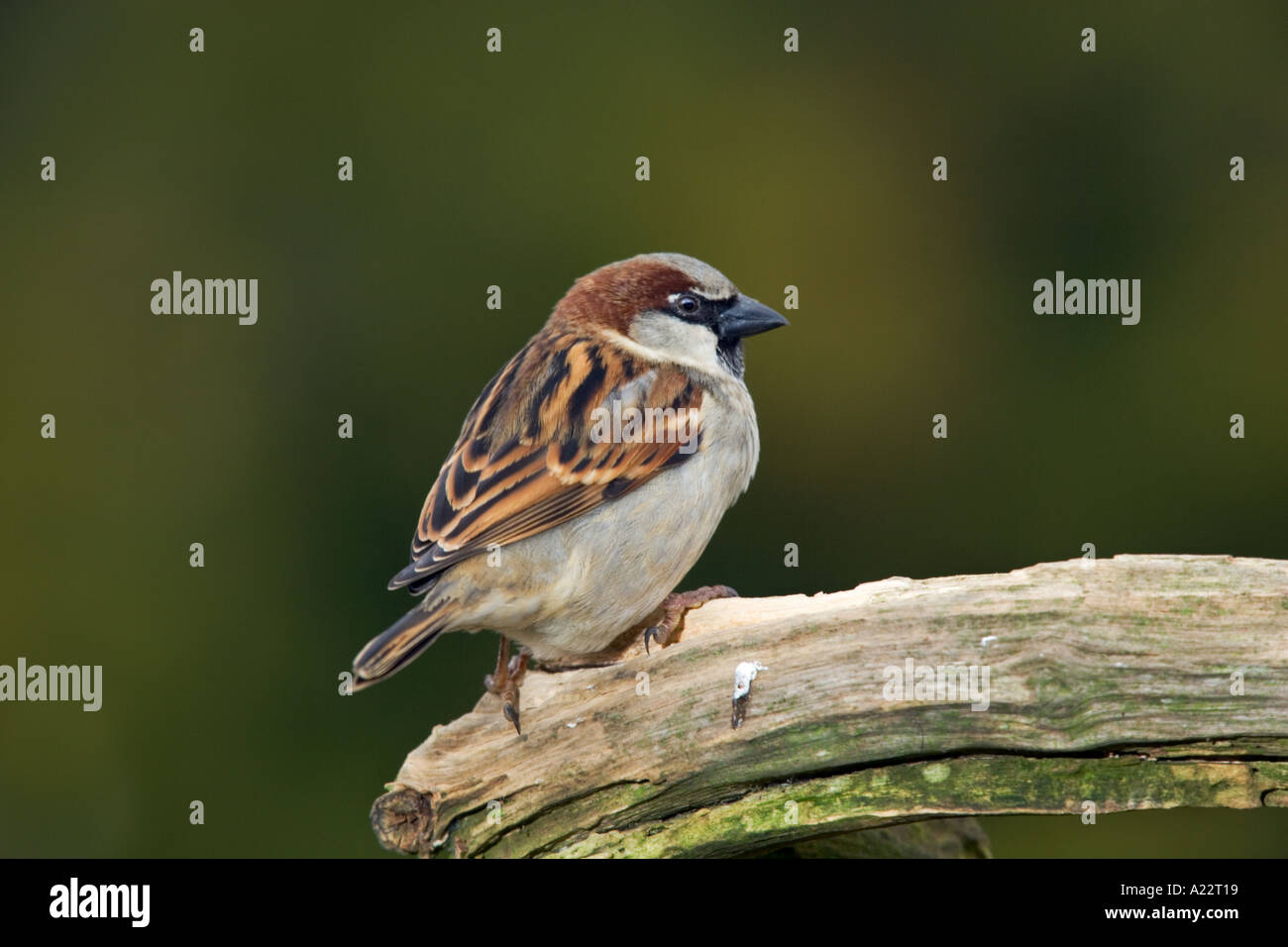 Moineau domestique Passer domesticus mâle perché sur une branche avec un joli fond flou bedfordshire potton Banque D'Images