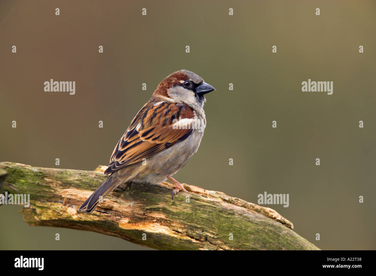 Moineau domestique Passer domesticus mâle perché sur la branche du flou historique Banque D'Images
