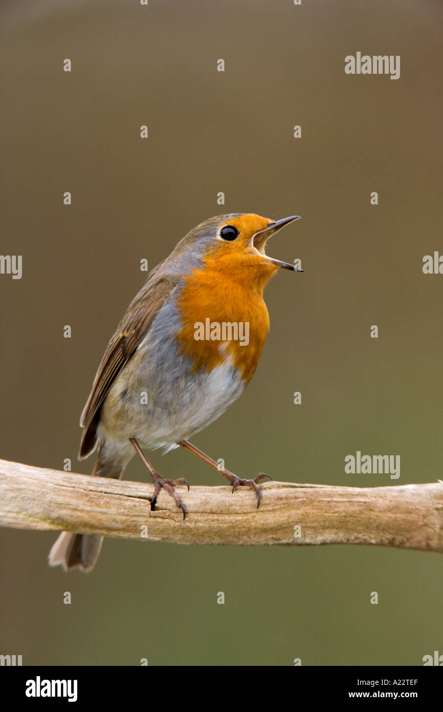 Erithacus rubecula aux abords perché sur moignon avec beak ouvrir le chant avec nice hors focus contexte bedfordshire potton Banque D'Images