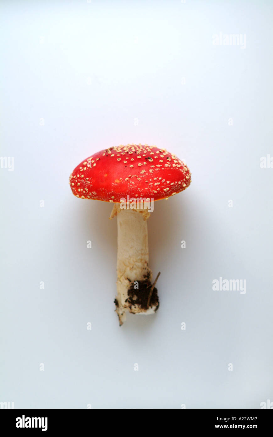 Flyagaric Banque D'Images