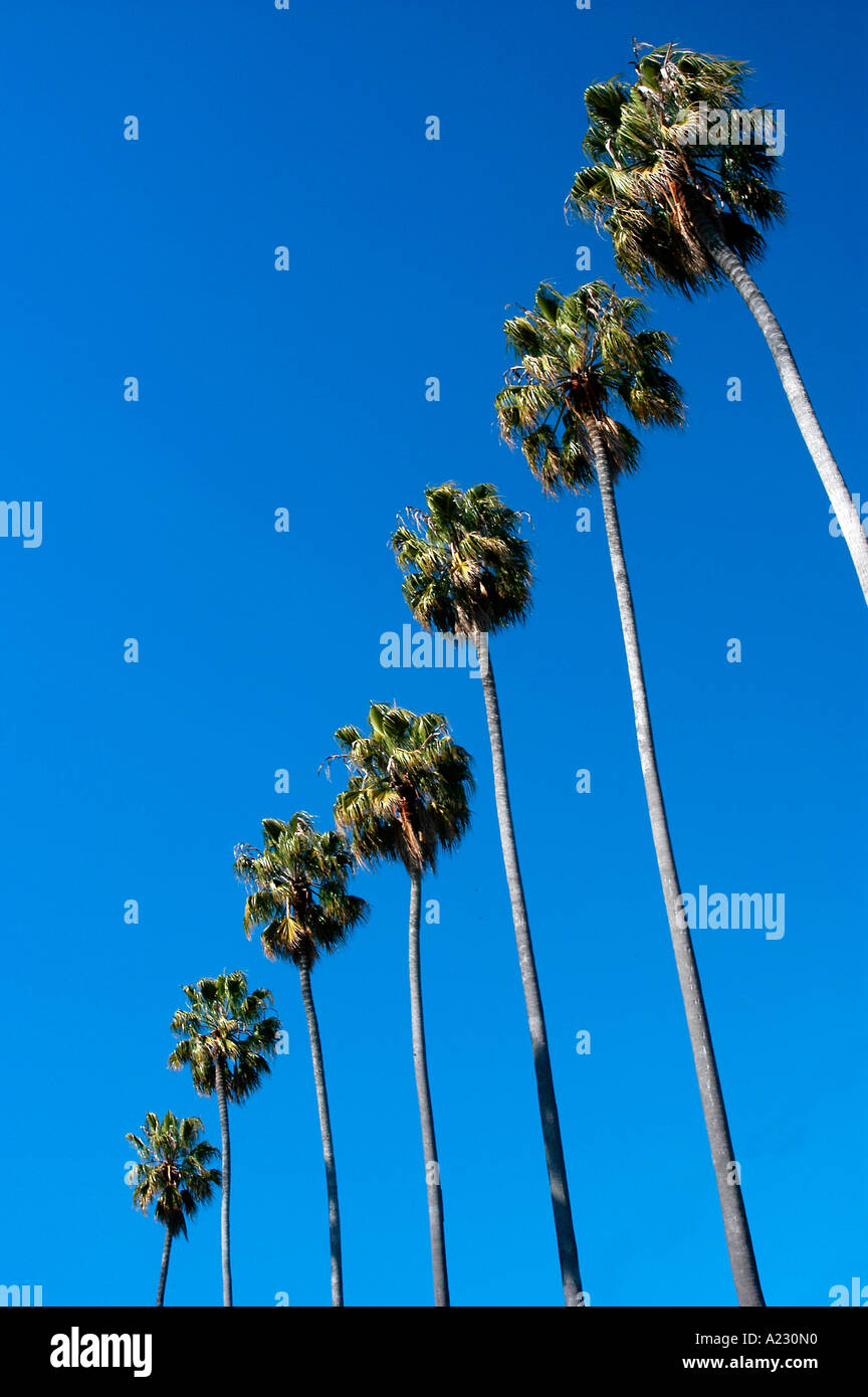 Une rangée de très grands palmiers. Le tout contre un ciel bleu intense. Banque D'Images