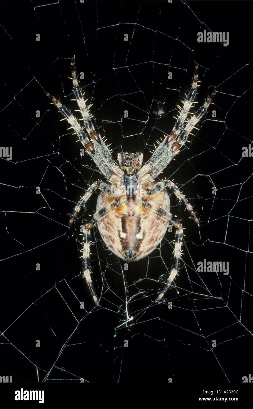 Une araignée des jardins vue ventrale Banque D'Images