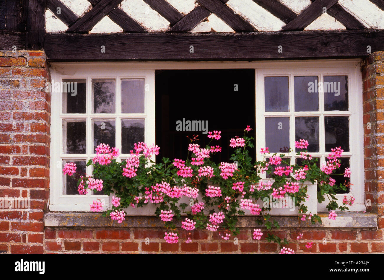 Architecture normande. Maison en brique et à colombages. Colombage. Boîte de fleurs de fenêtre en grille rose géraniums. Gros plan. France Cabourg Normandie Côte fleurie Banque D'Images