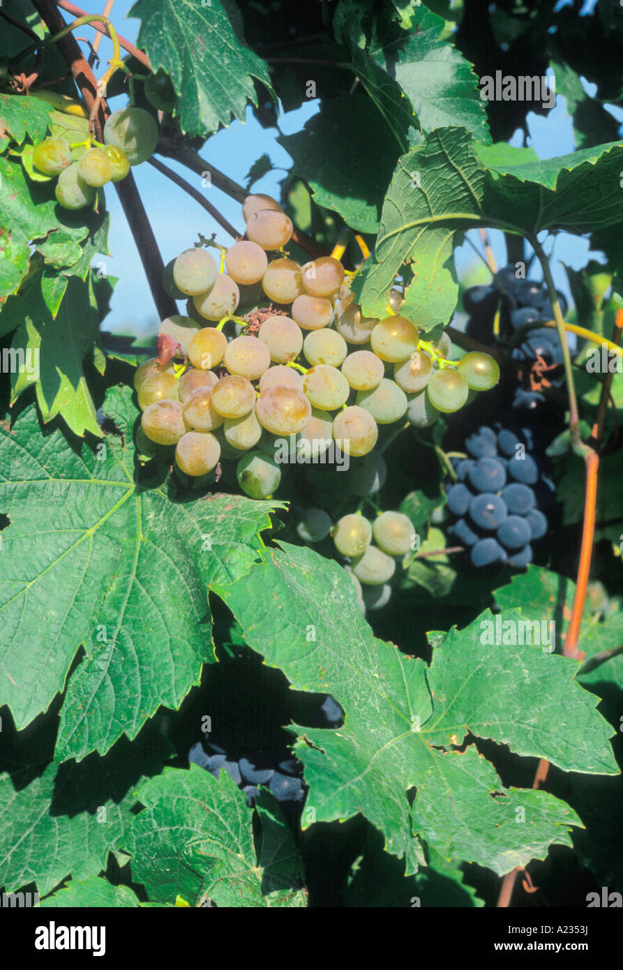 Raisins sur la vigne. Grappes de raisins blancs et de raisins noirs cultivées dans un vignoble de campagne. Banque D'Images