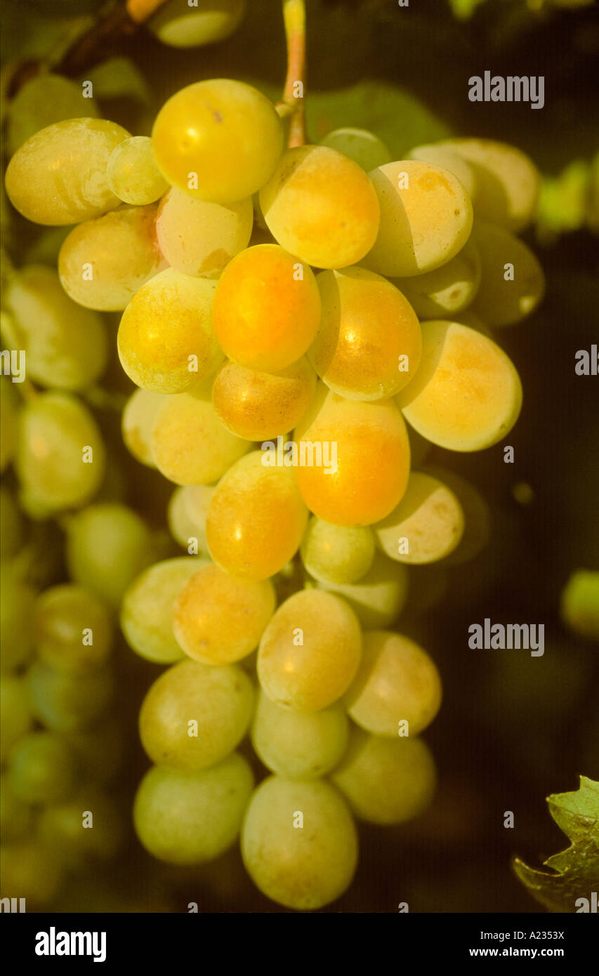 France Carcassonne gros plan de grappe de raisin mûr blanc poussant sur la vigne dans un vignoble français Banque D'Images