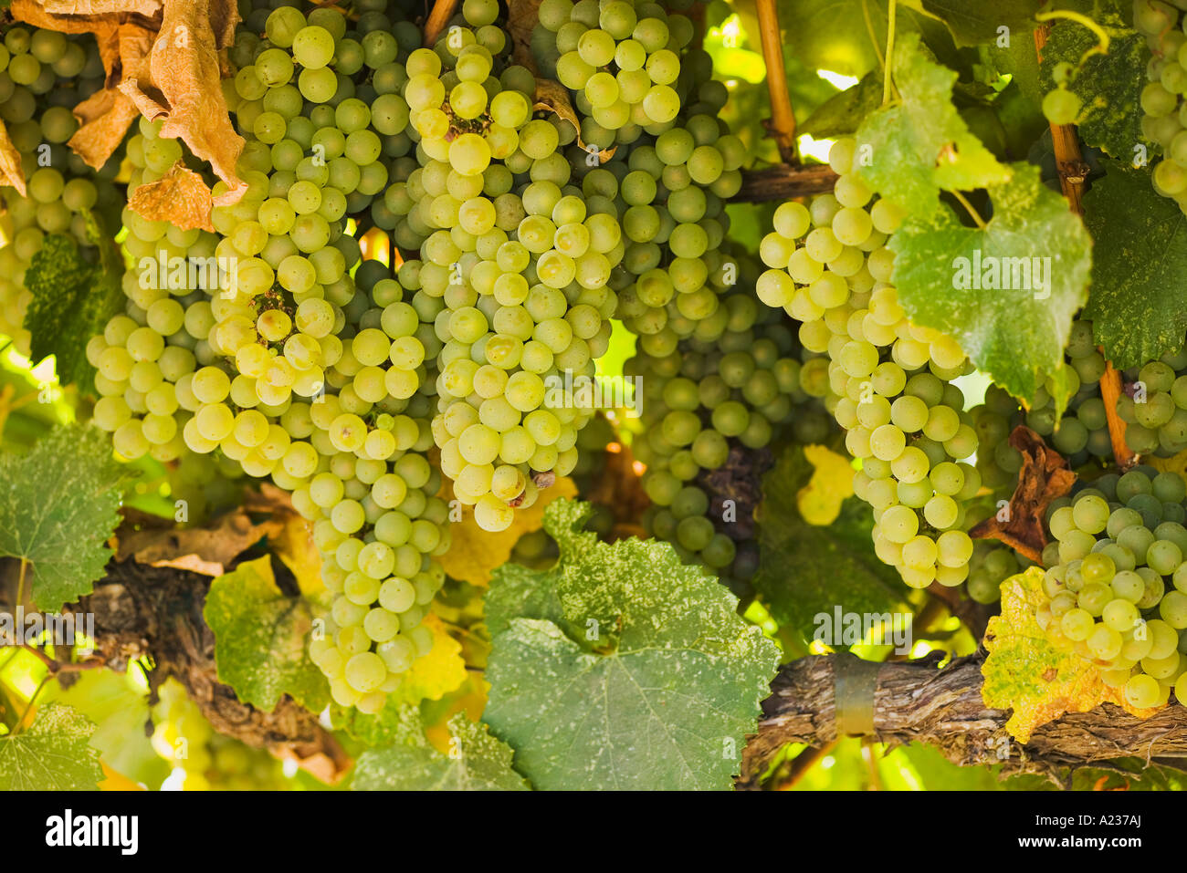 Chardonnay mûrissent sur la vigne dans un style T étroit Vignoble Vignoble Visiteurs Gainey Santa Ynez Valley Banque D'Images