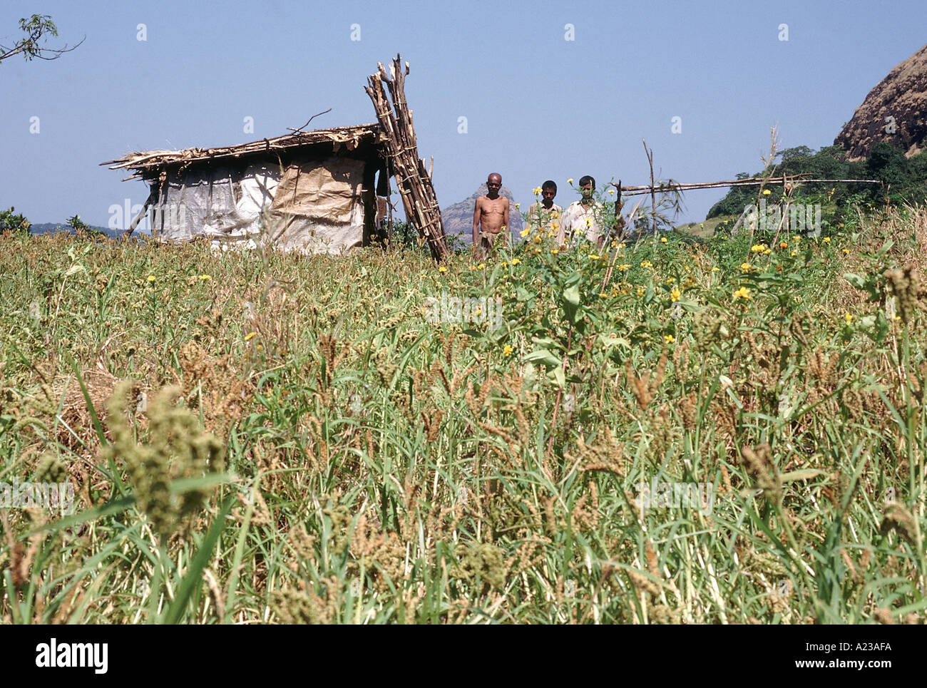 La culture itinérante. Un petit correctif de 'nachni' et d'autres cultures avec les agriculteurs hut en arrière-plan. Banque D'Images