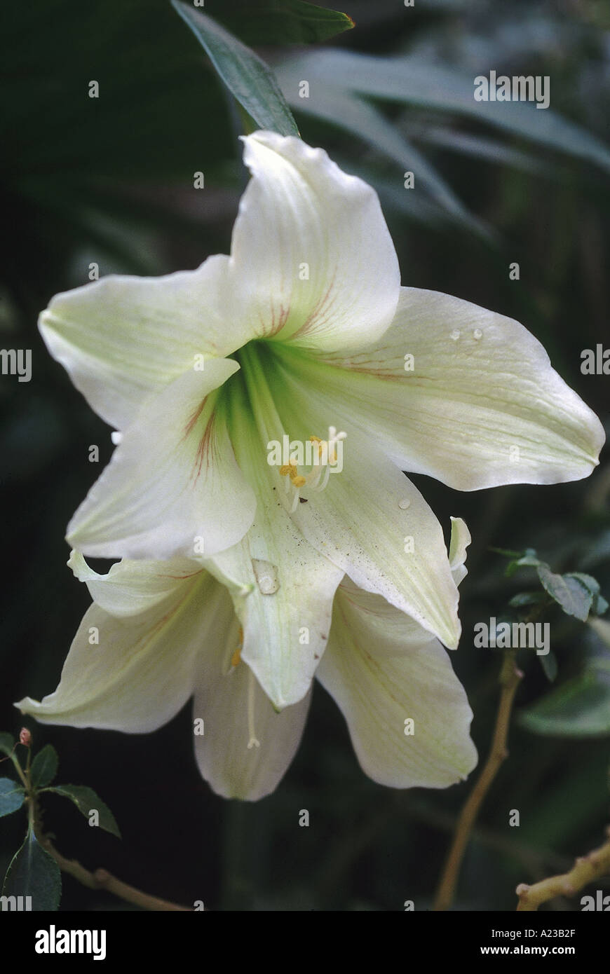 Fleurs de lys symbolisent la pureté et la beauté raffinée. La couleur ou le type peut véhiculer des significations différentes. La modestie et la virginité : blanc Banque D'Images